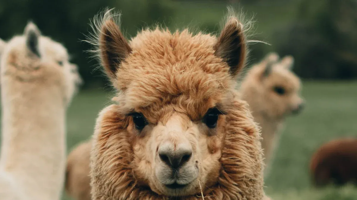 Leading Alpaca Sweater Suppliers 2025