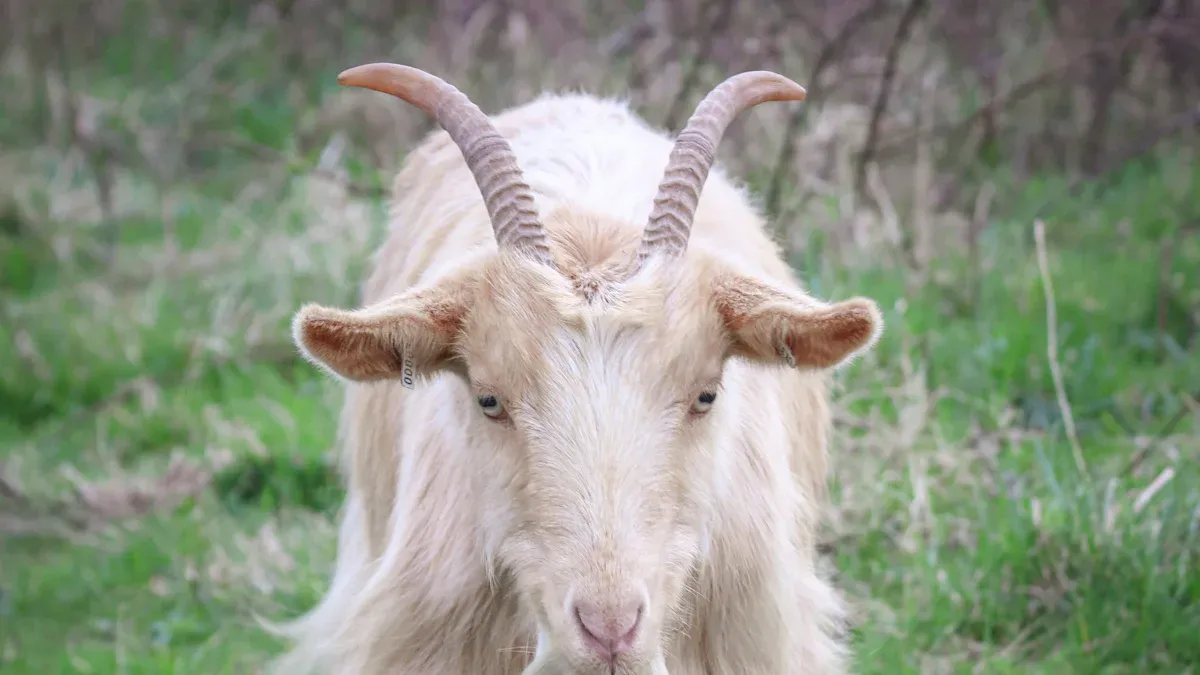 Finest Cashmere Sourcing